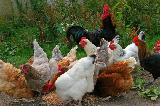 常州养殖鸡场加盟